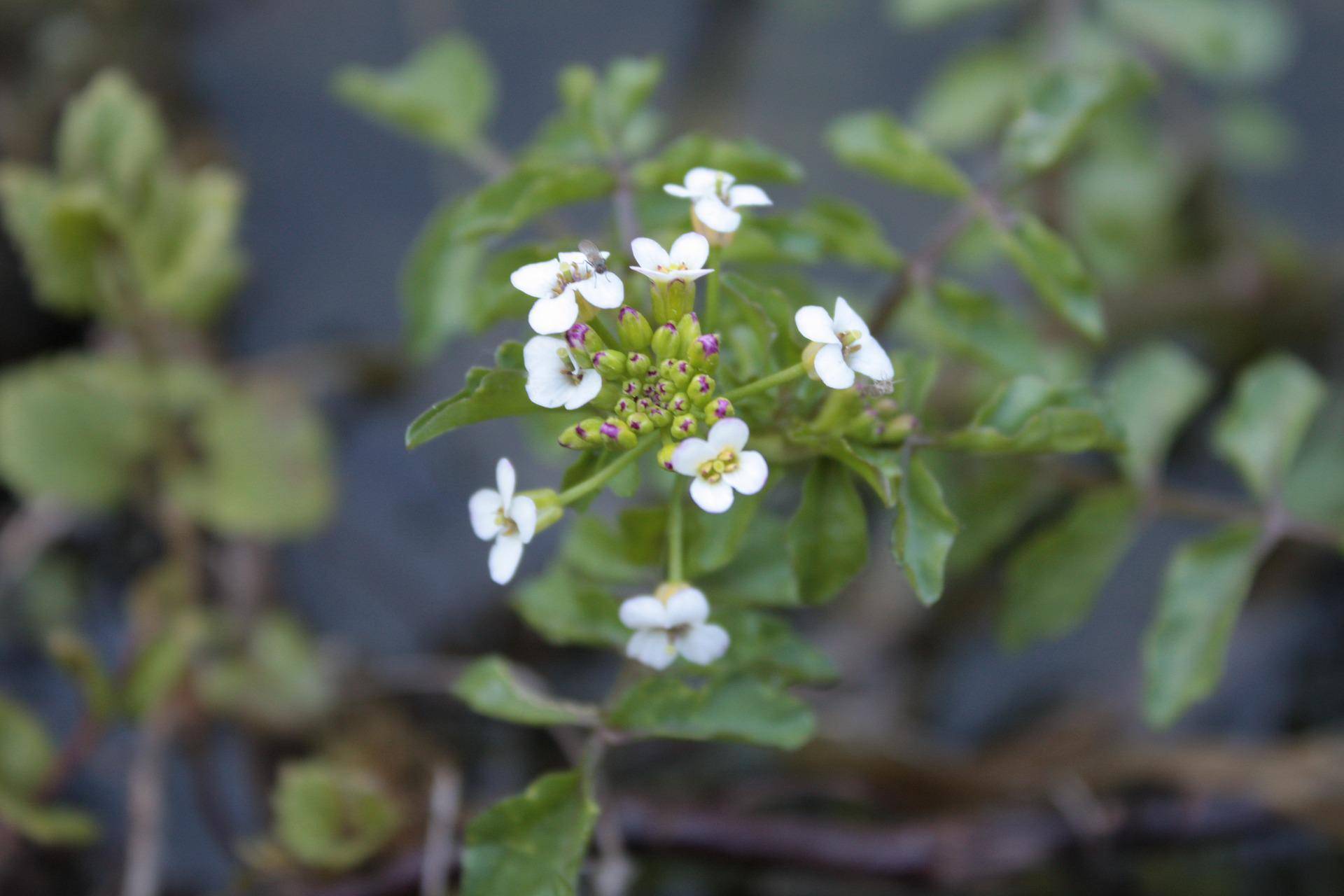 watercress-gef6ea7339 1920