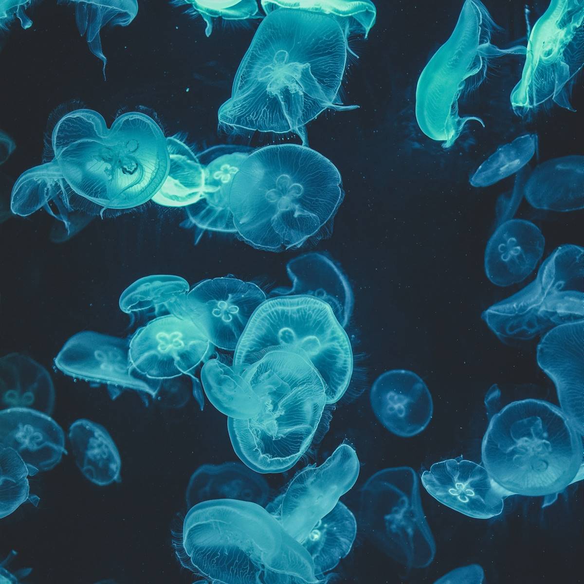 Medusas