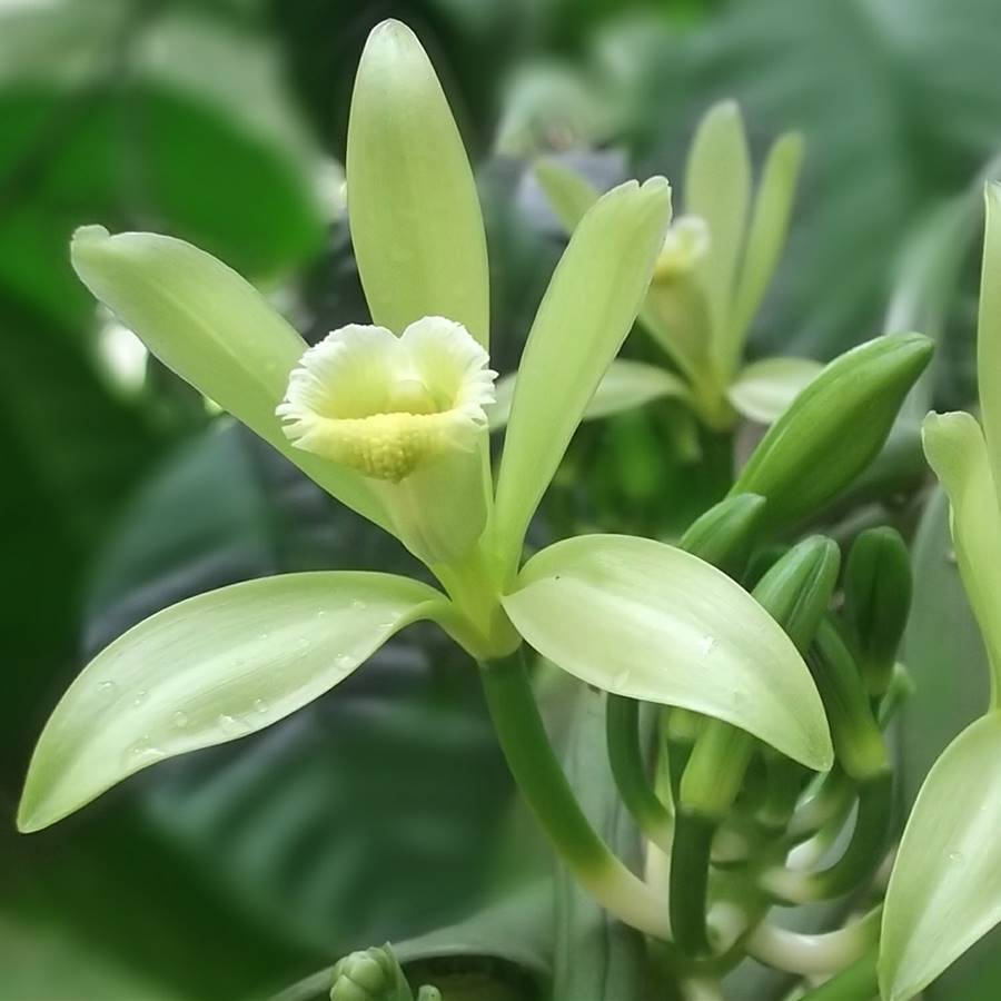 Vainilla