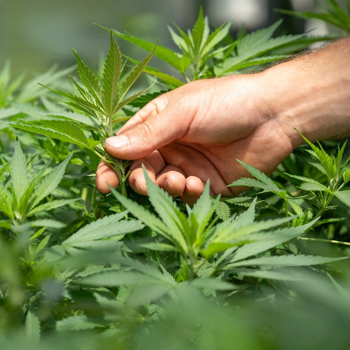 Cannabis
