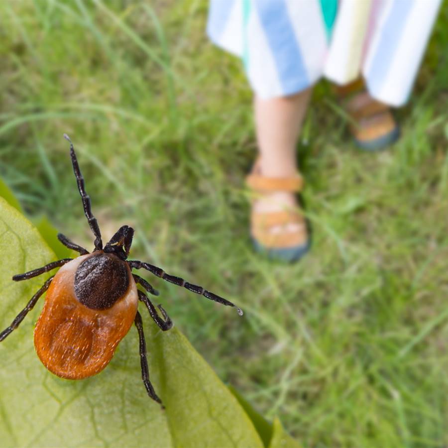 Enfermedad de Lyme
