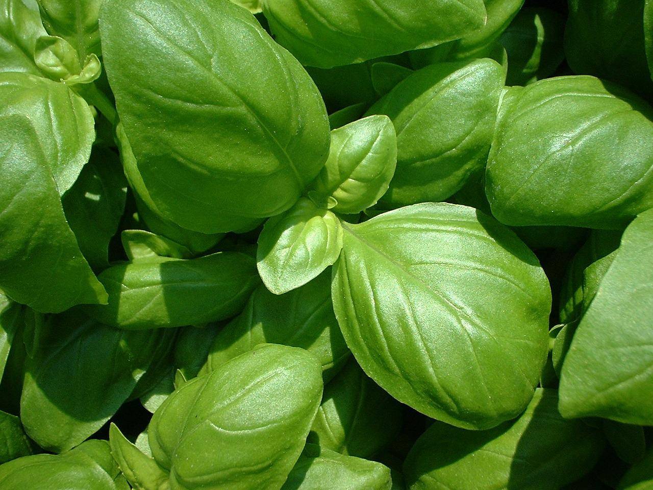 basil-gc95295730 1280