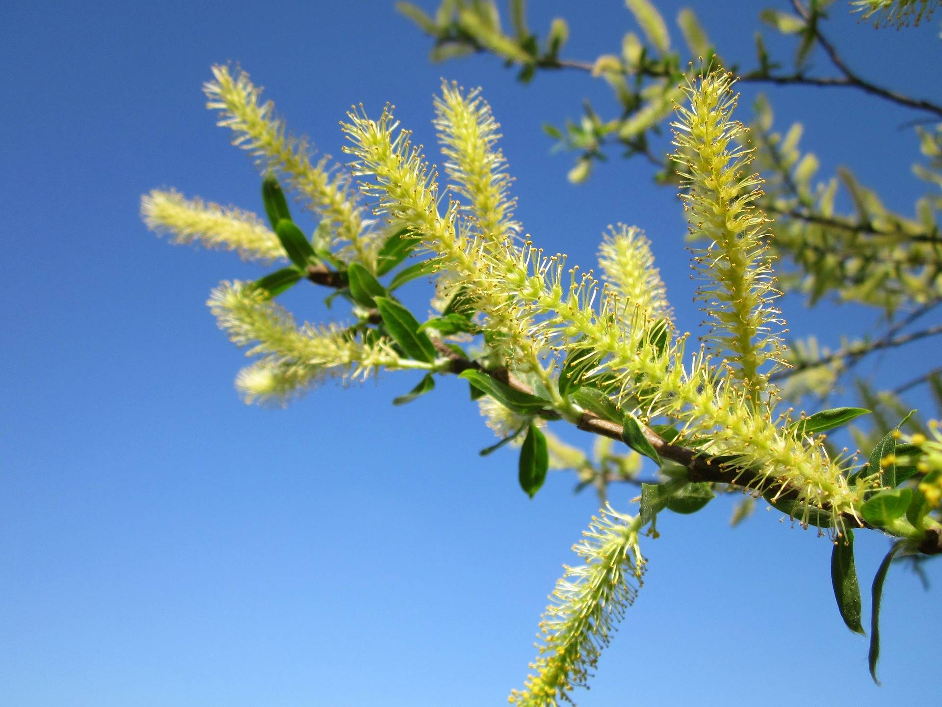 salix-alba-gb98c758f1 1920