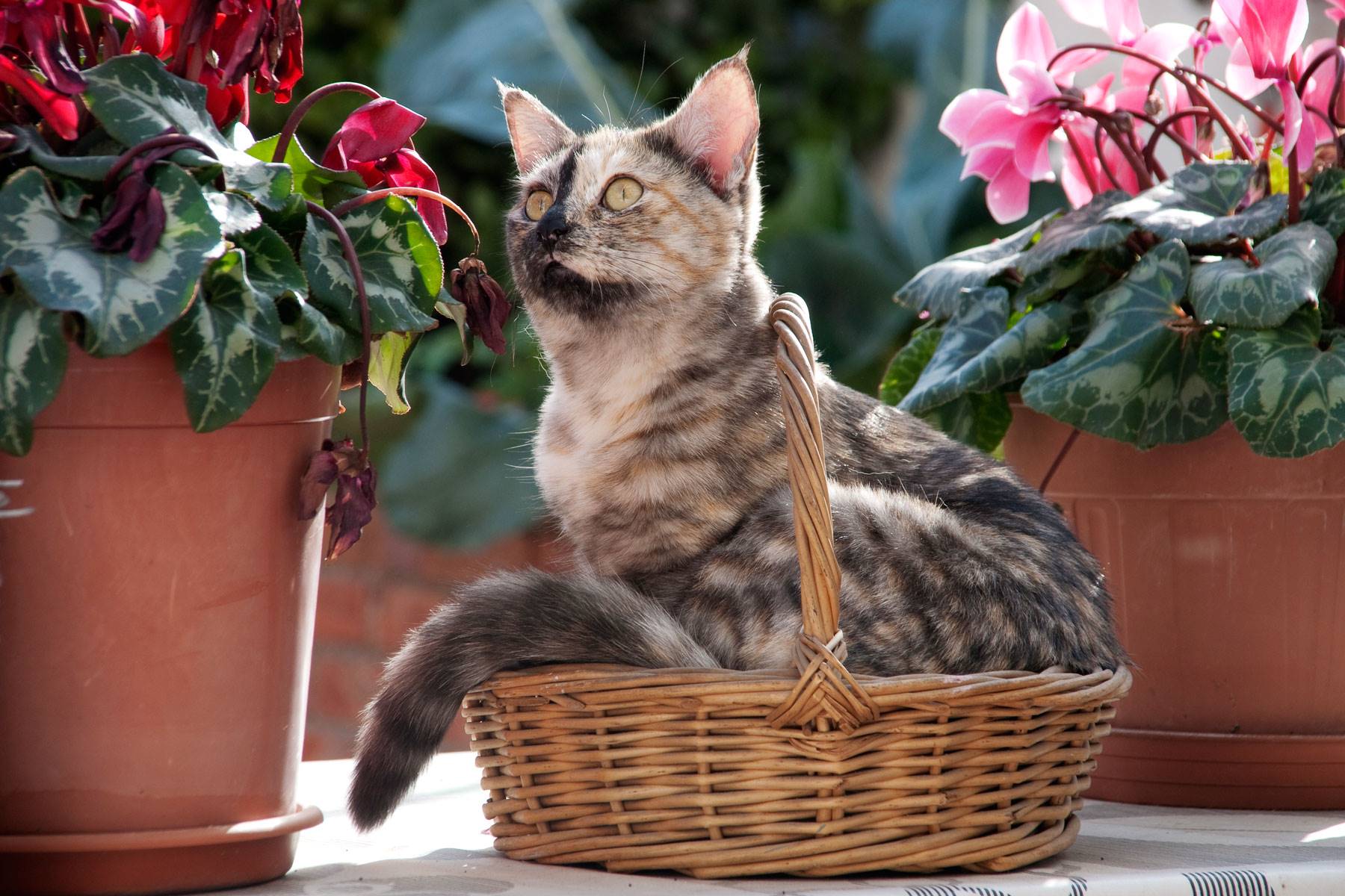 plantas-toxicas-gatos-ciclamen