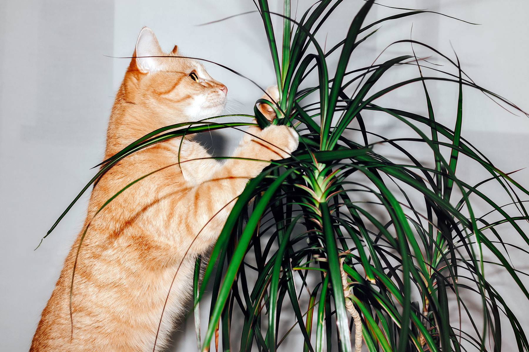 plantas-toxicas-gatos-dracena