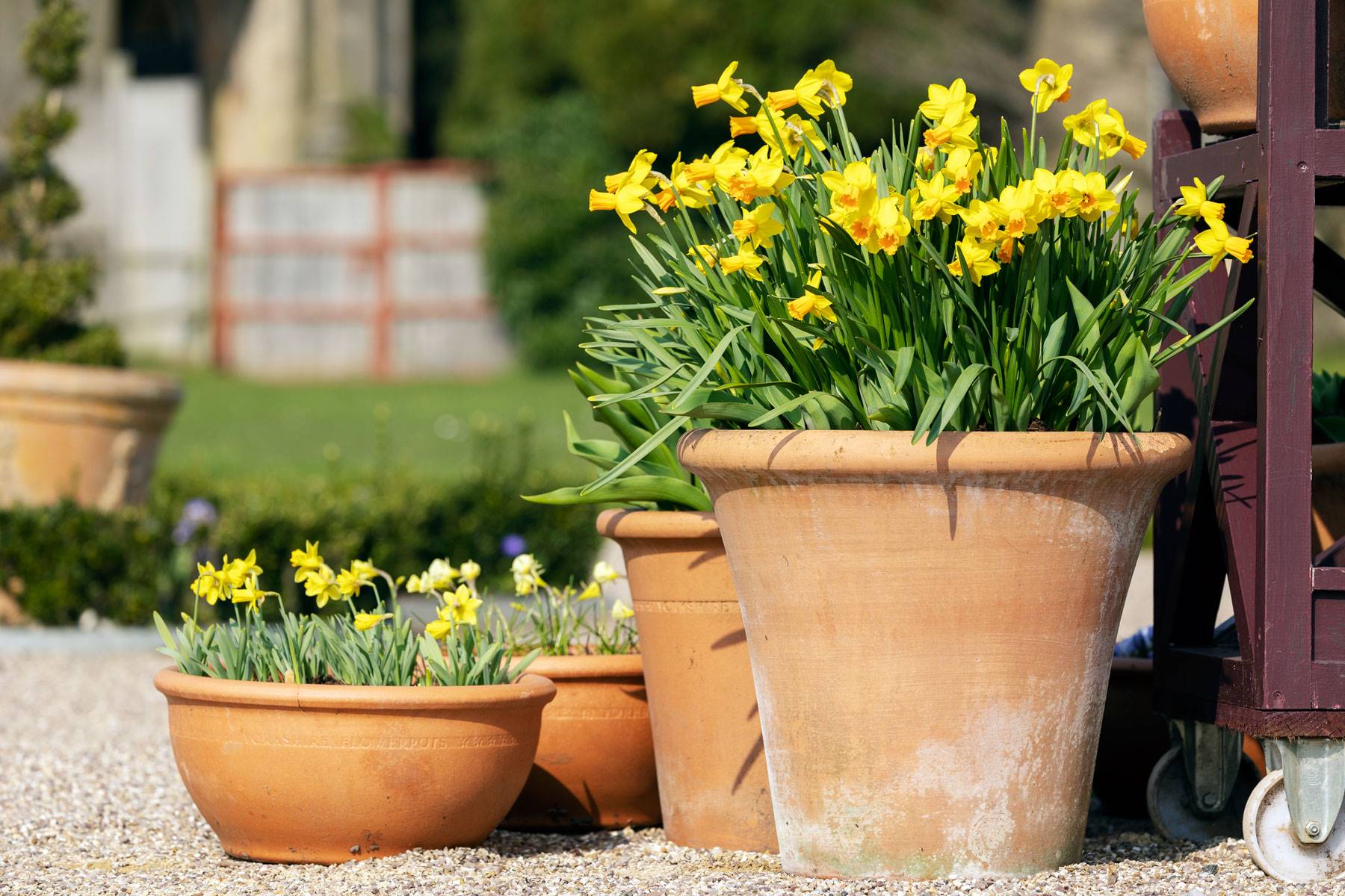 plantas-toxicas-gatos-narciso