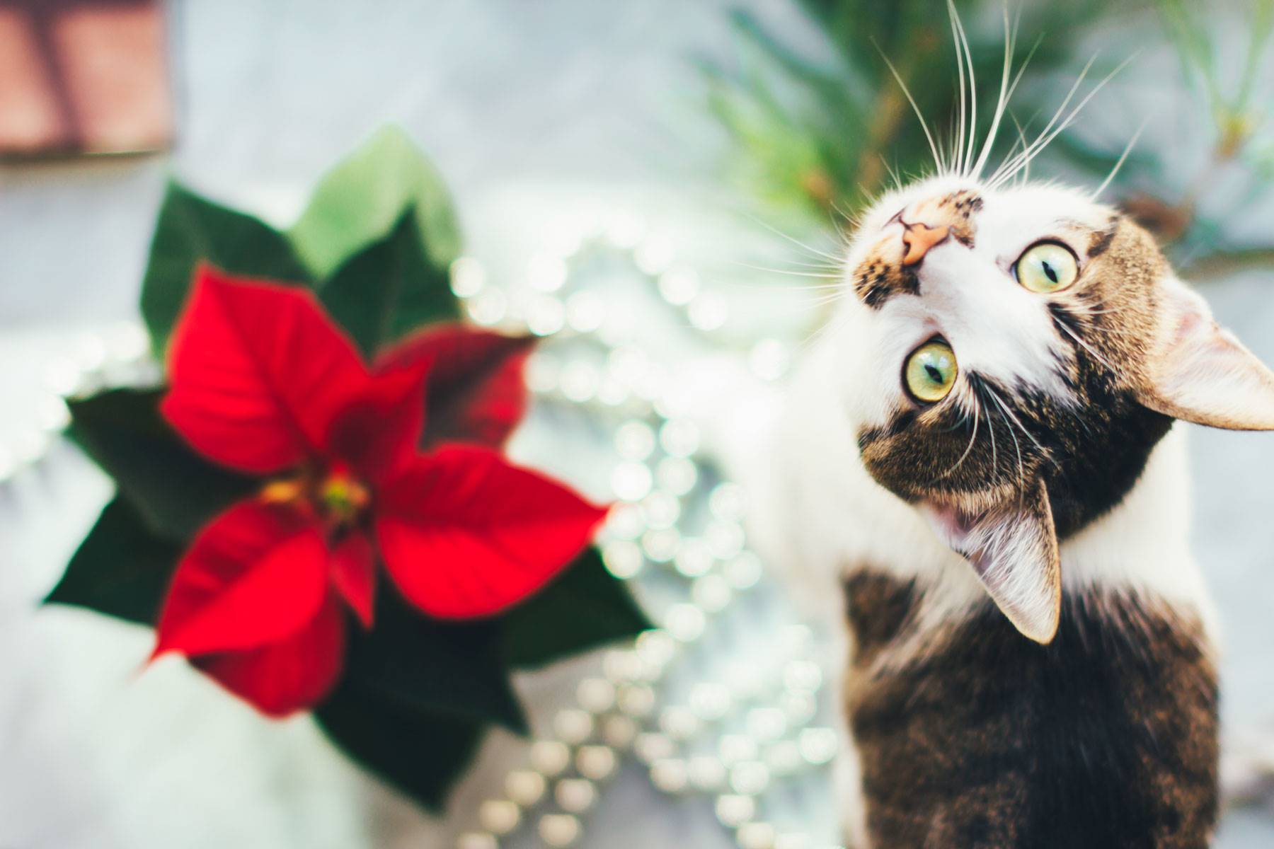 plantas-toxicas-gatos-poinsettia