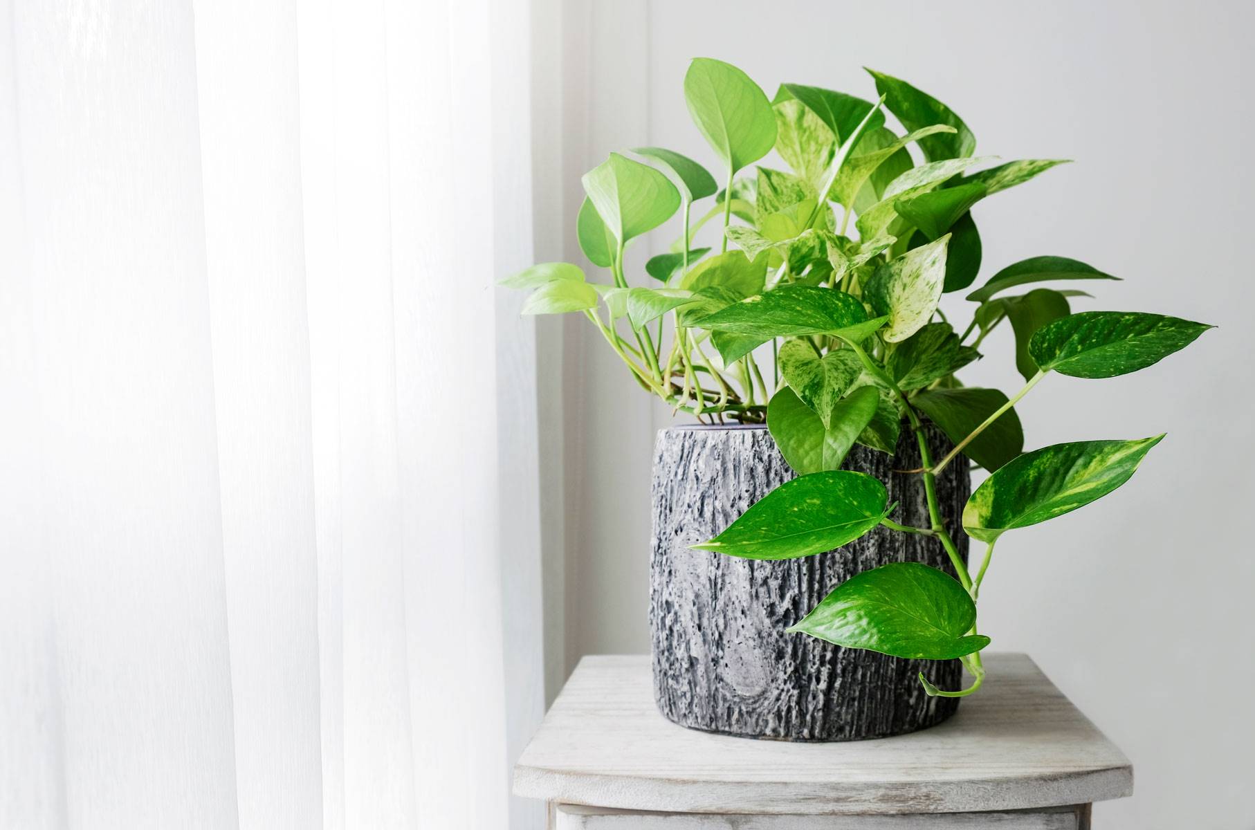 plantas-toxicas-gatos-poto