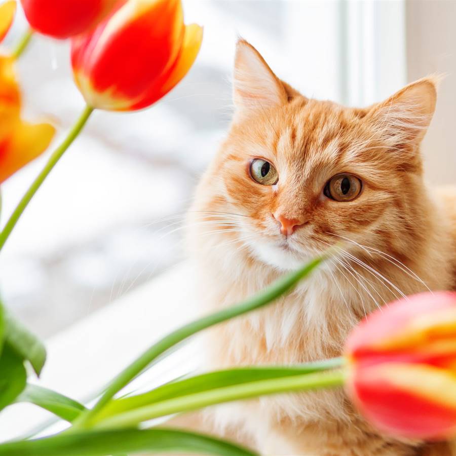 Plantas tóxicas para gatos que podrías tener en casa