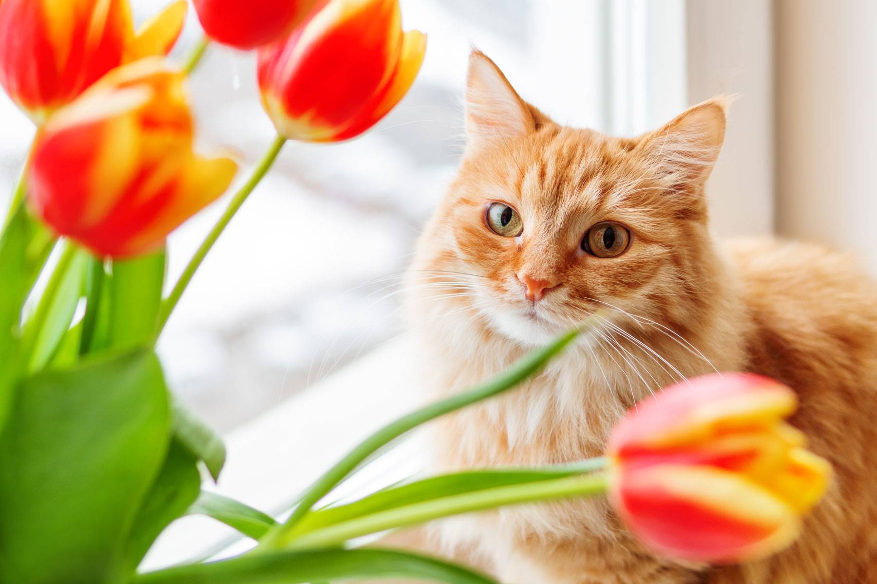 Plantas tóxicas para gatos que podrías tener en