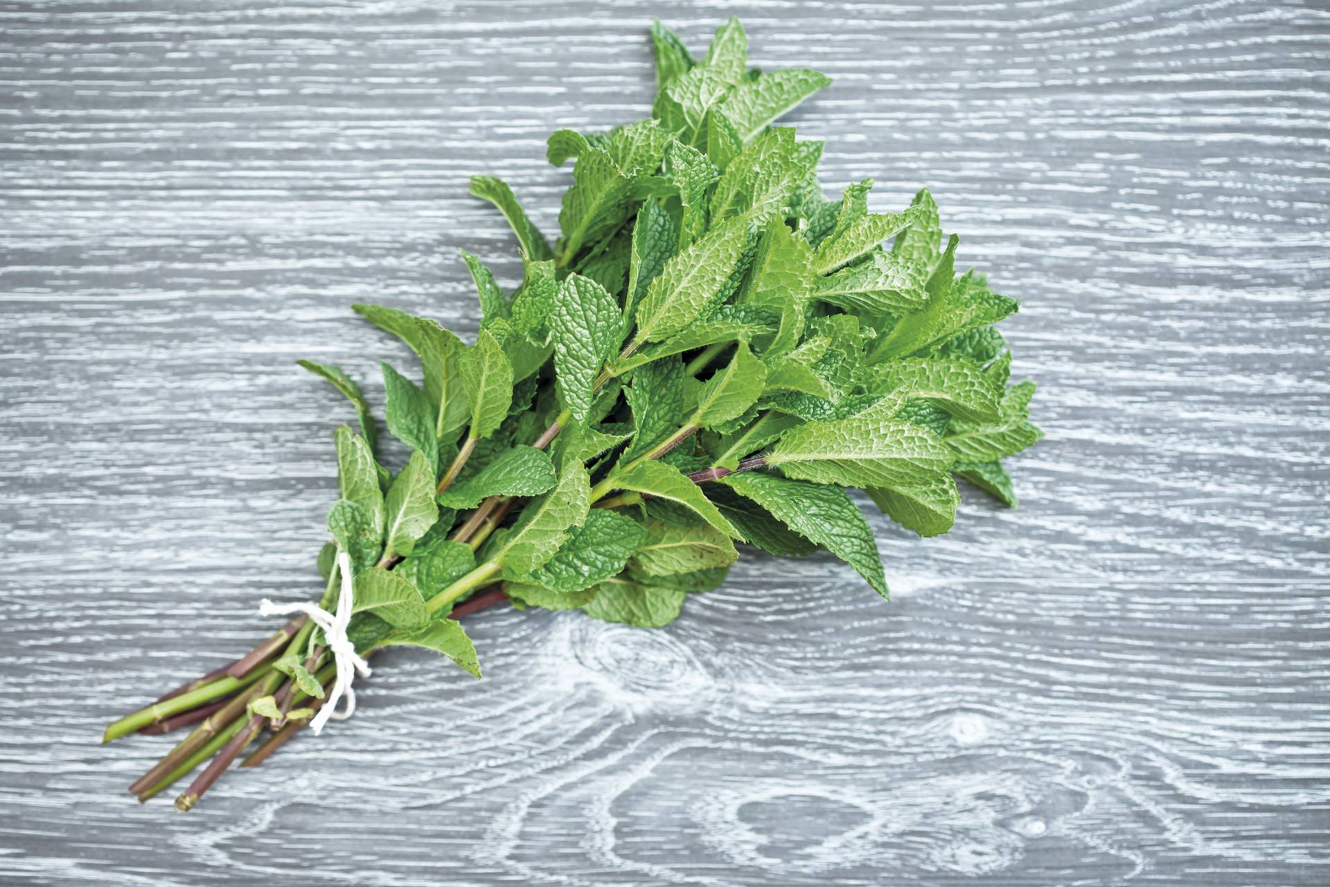 menta