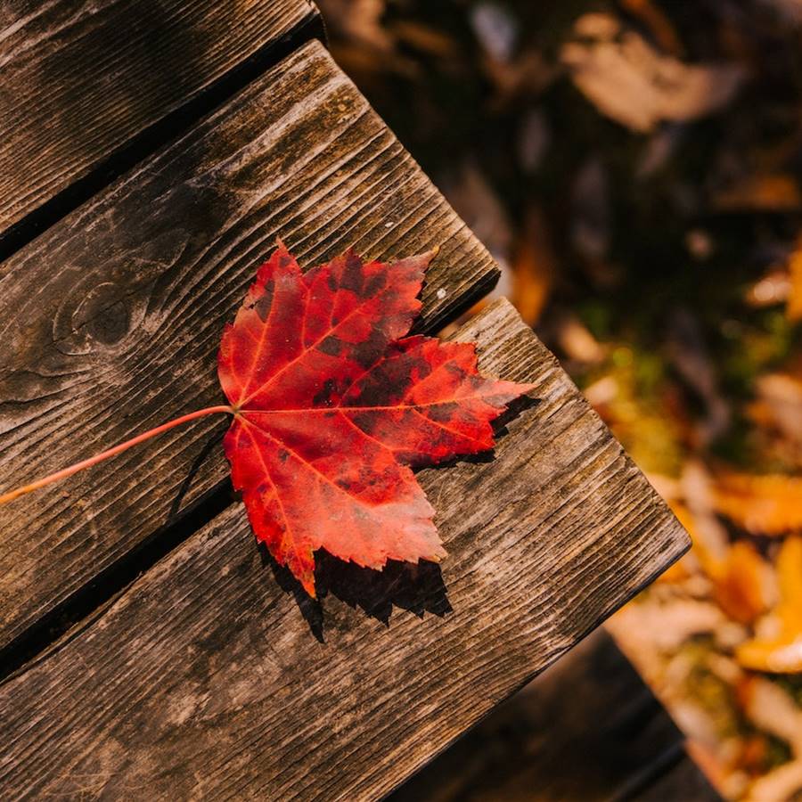 Hoja de otoño sobre una mesa de madera y en suelo