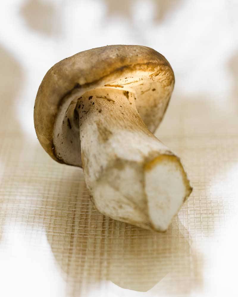Boletus