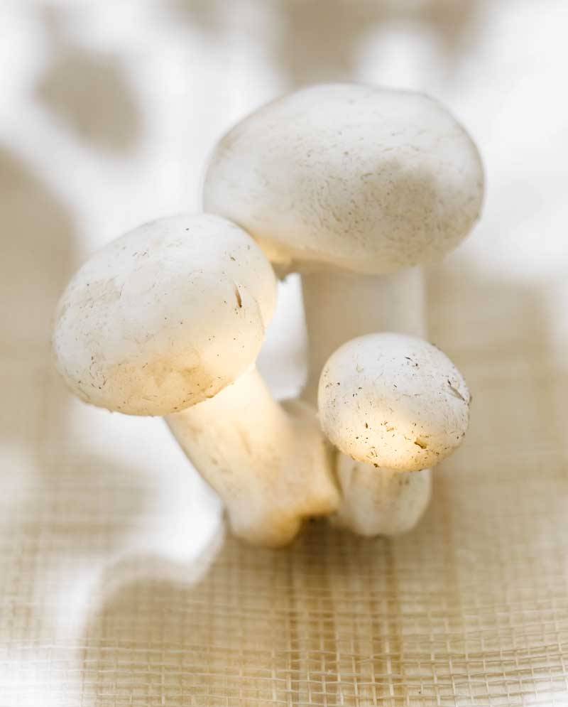 CHAMPIÑON