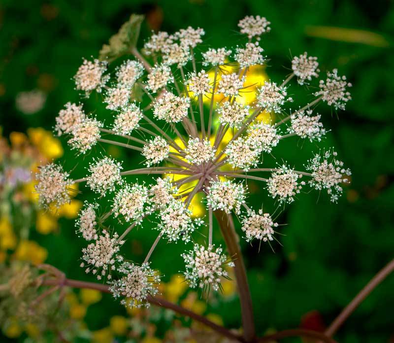 Angelica