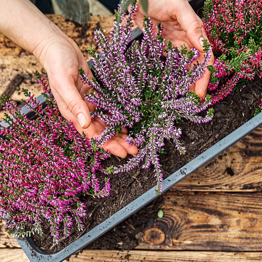 Por qué y cómo conviene depurar el cuerpo en otoño (con plantas desintoxicantes)