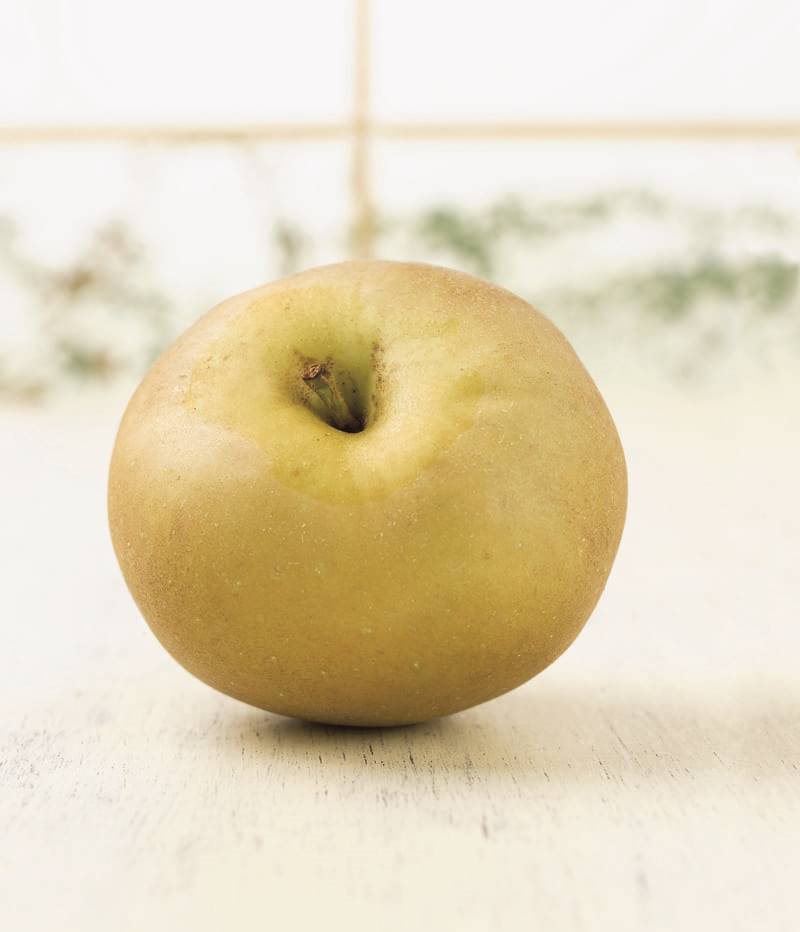 Reineta