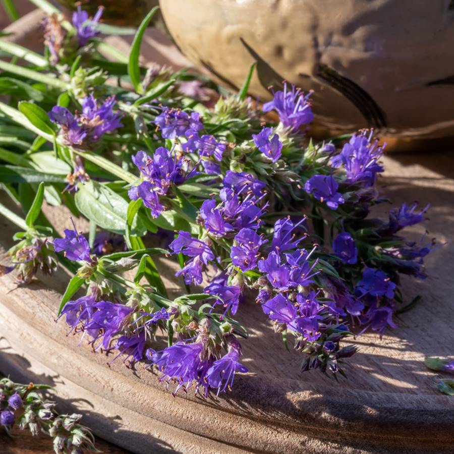 Remedios caseros para la tos: las 7 plantas más efectivas