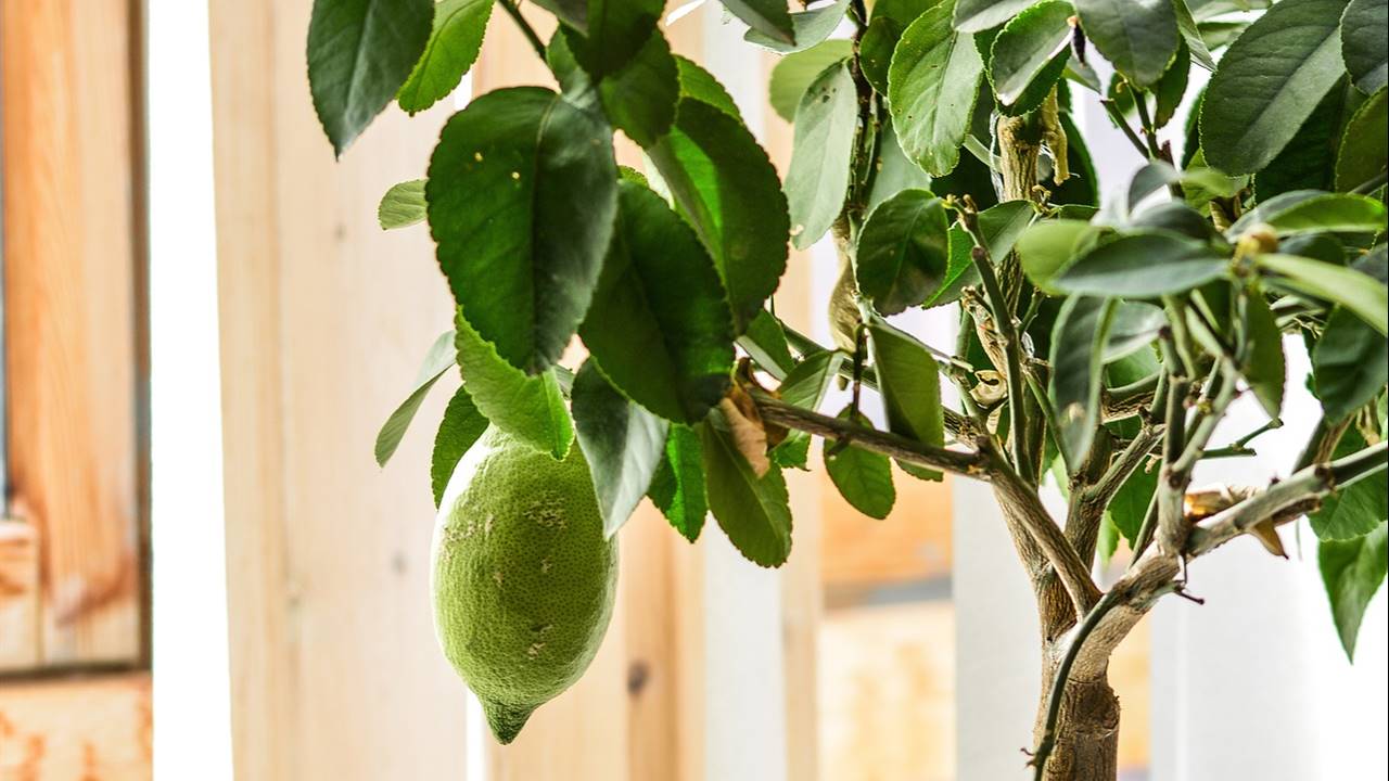 Limonero en macera en interior