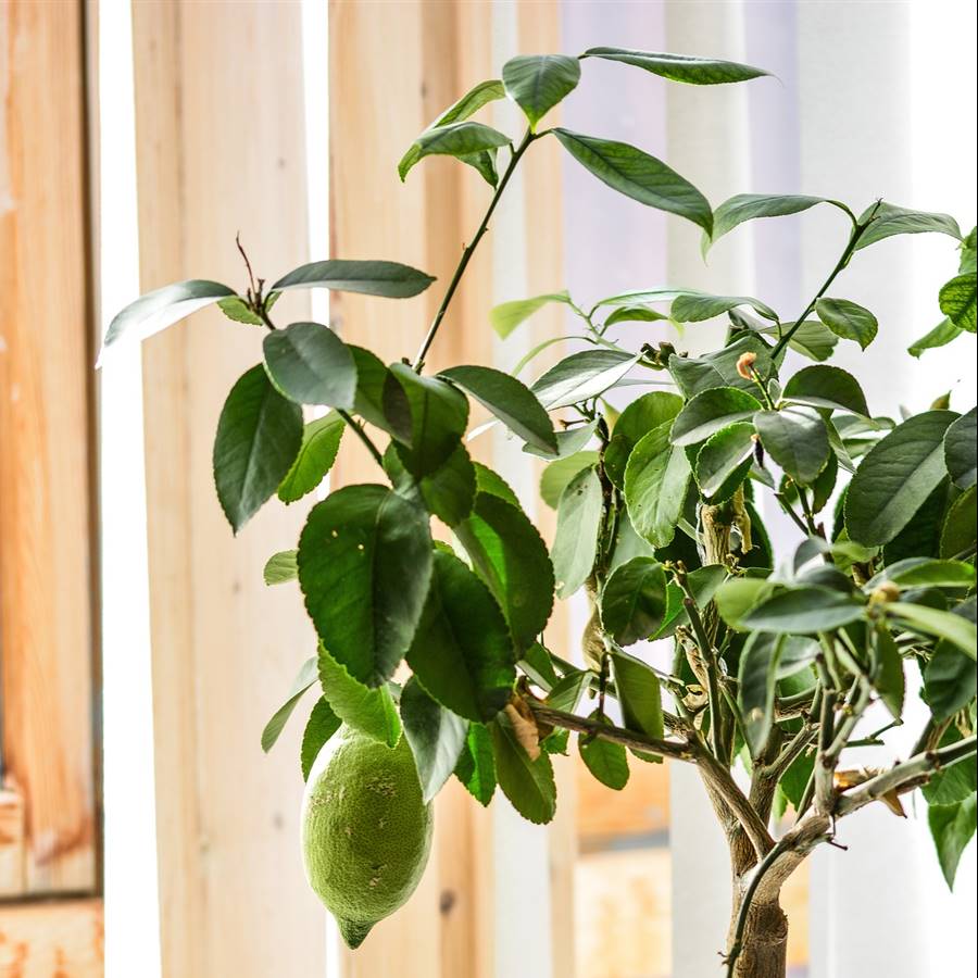 Cómo hibernar el limonero en maceta para que no pierda ni una hoja