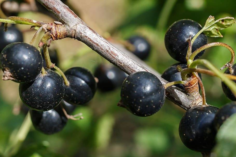 Grosellero negro - Ribes nigrum