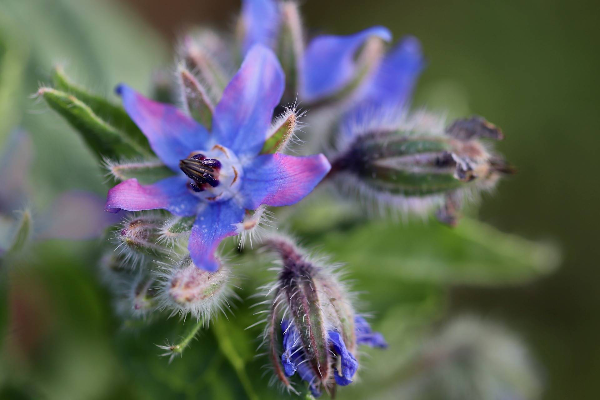 borage-ga01ca0e1a 1920. borraja