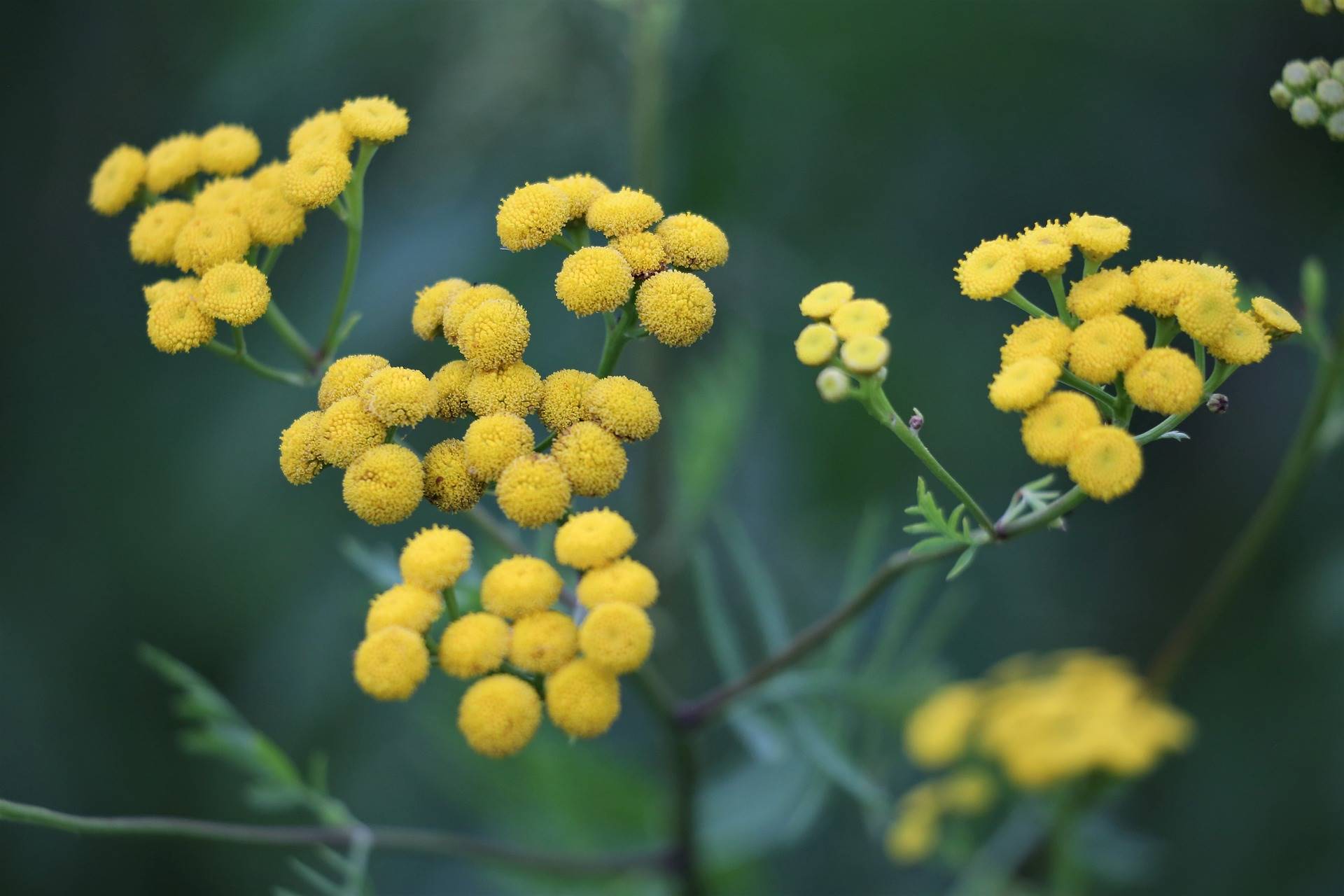 immortelle-g85c42af9e 1920. helichrisum