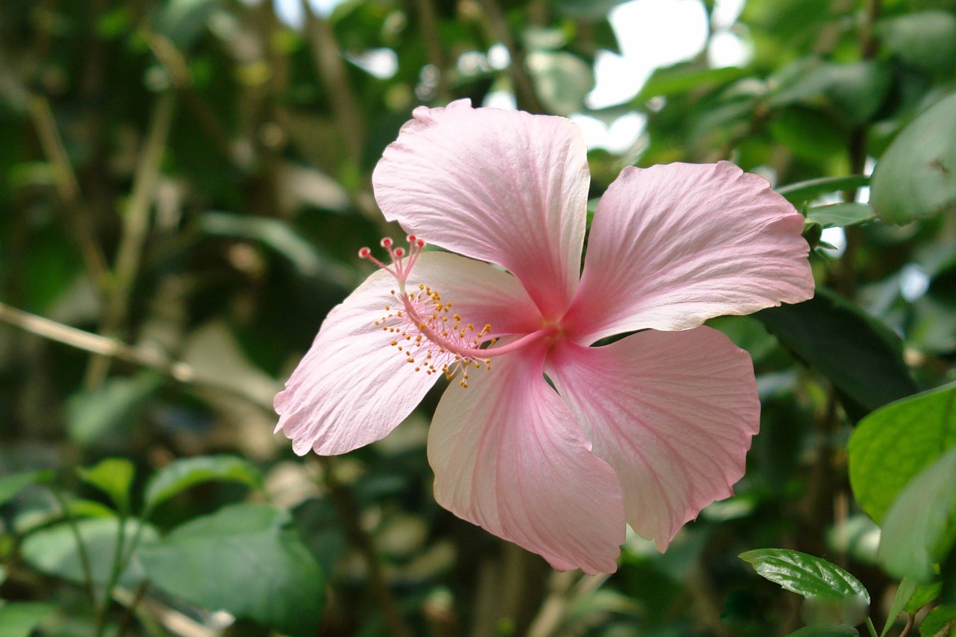 flower-ga2ec846de 1920. hibisco