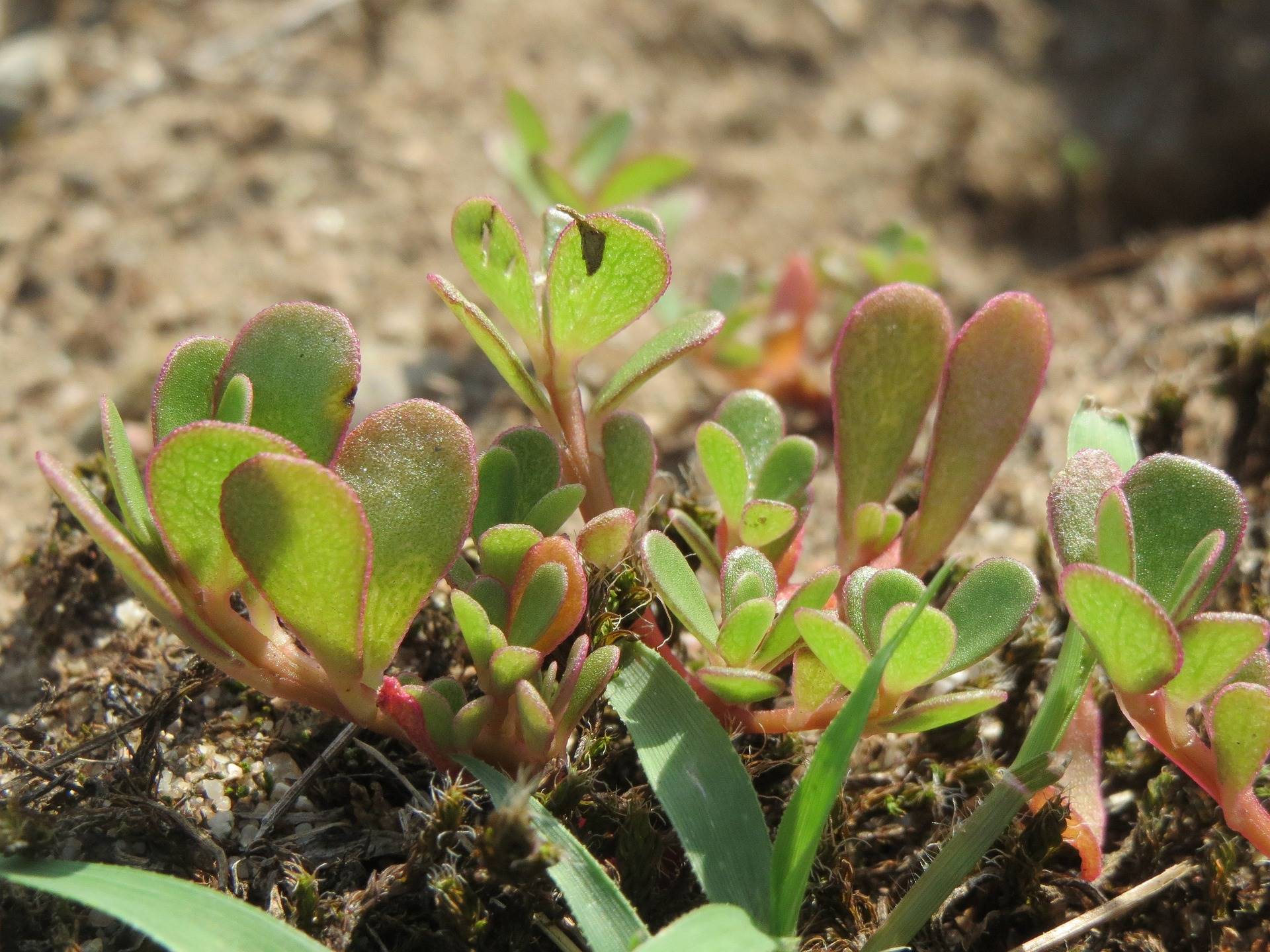 portulaca-oleracea-gdf738e43d 1920. verdolaga