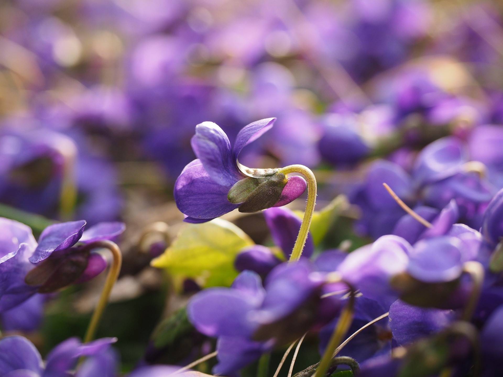 fragrant-violets-gc3dbb5b14 1920. viola