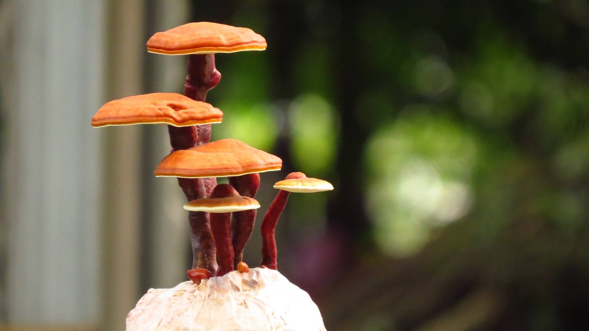 ganoderma-lucidum-bonsai-g52e0a9a80 1920