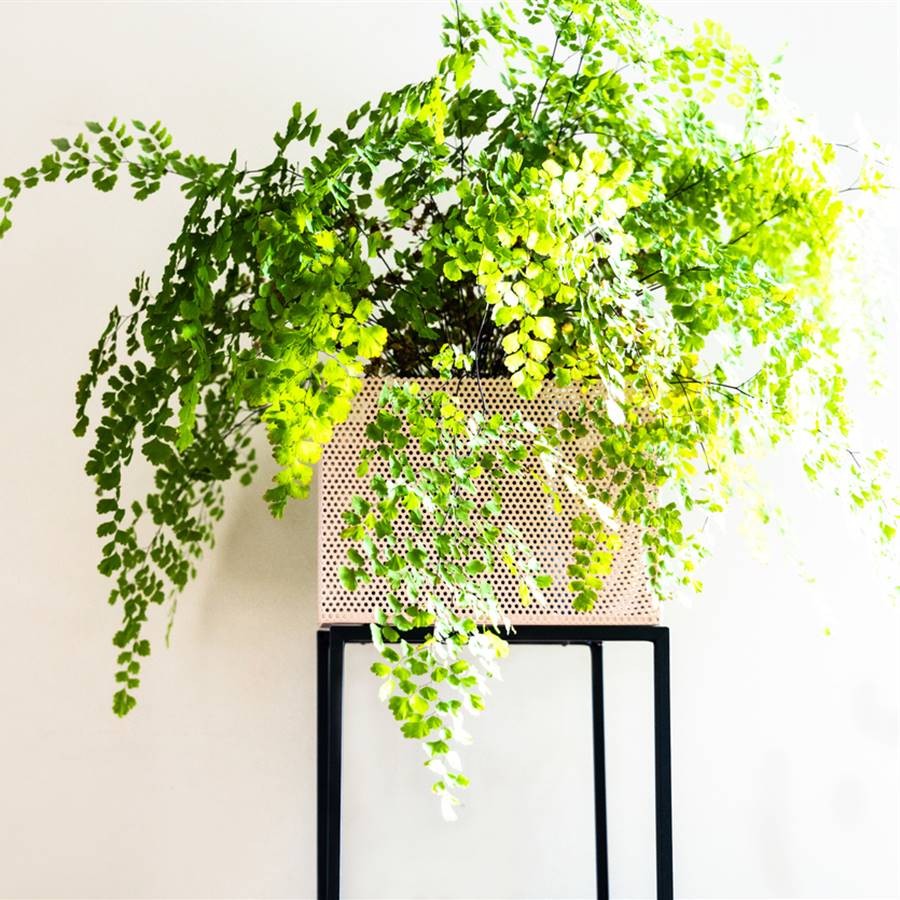 5 helechos con poderes curativos y cómo usar estas plantas