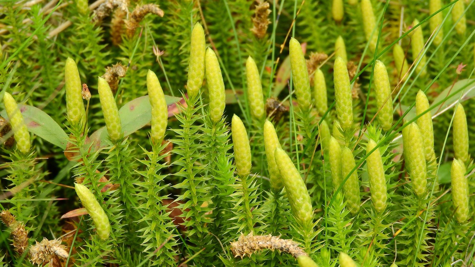 lycopodium-annotinum-1008522 1920