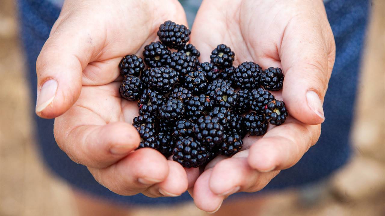 Moras o frutos tóxicos