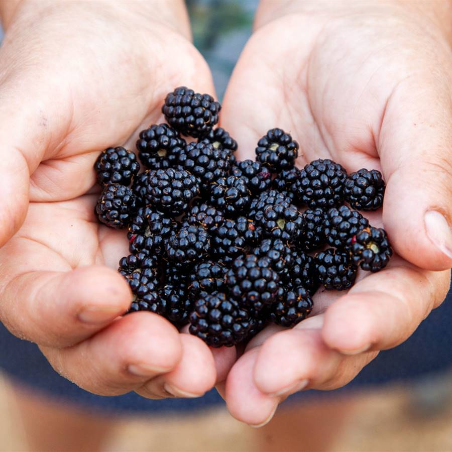 3 frutos tóxicos que se parecen a las moras y puedes comer por error