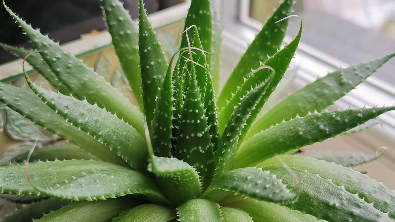 Aloe vera