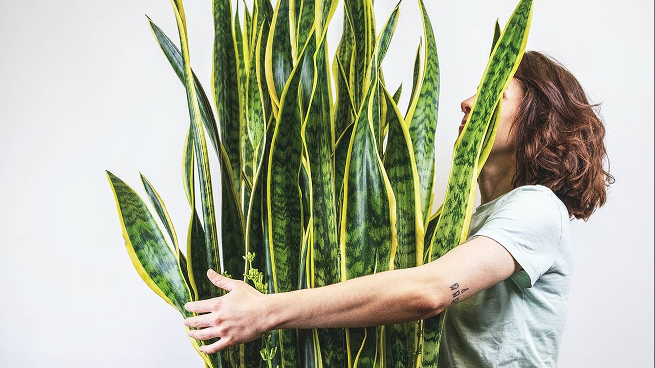 Sansevieria, Espada De San Jorge, Lengua De Suegra, Natural