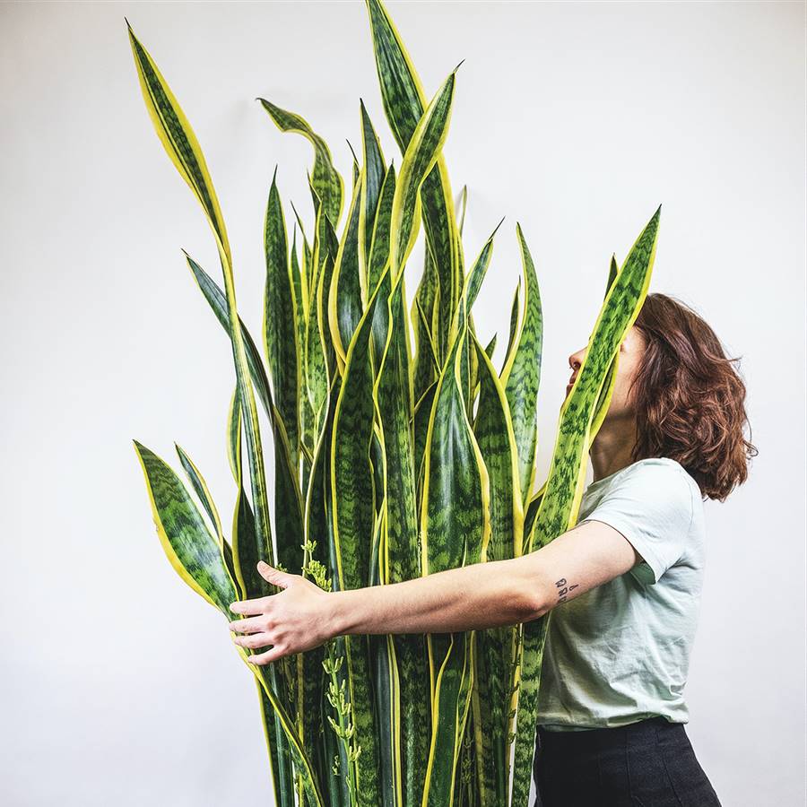 Sansevieria: cómo cuidar esta planta de interior con propiedades muy especiales