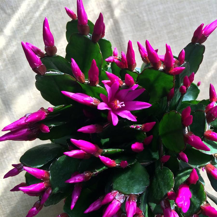 Cuida tu cactus de Navidad y evita fácilmente estos 4 errores