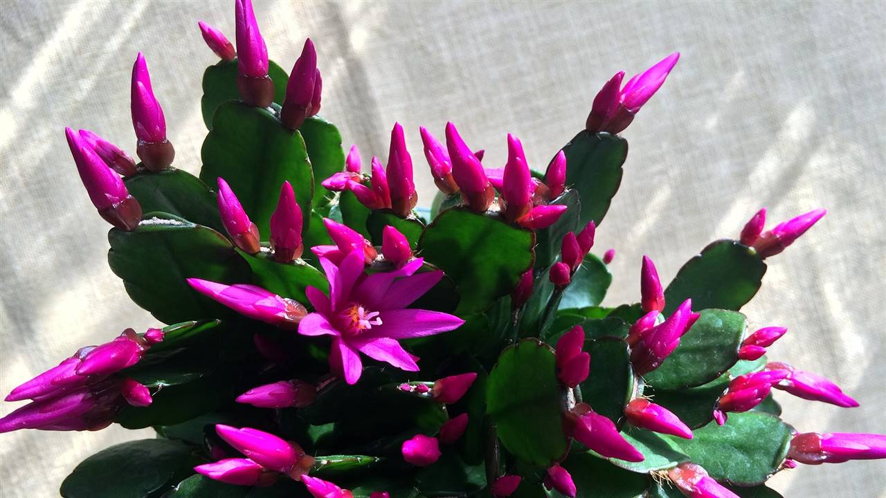 cactus de Navidad