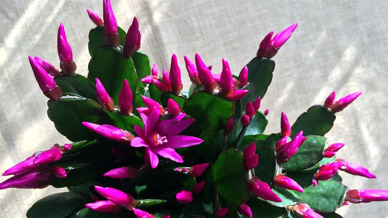 Cactus de Navidad: cómo cuidarlo para que florezca a tiempo