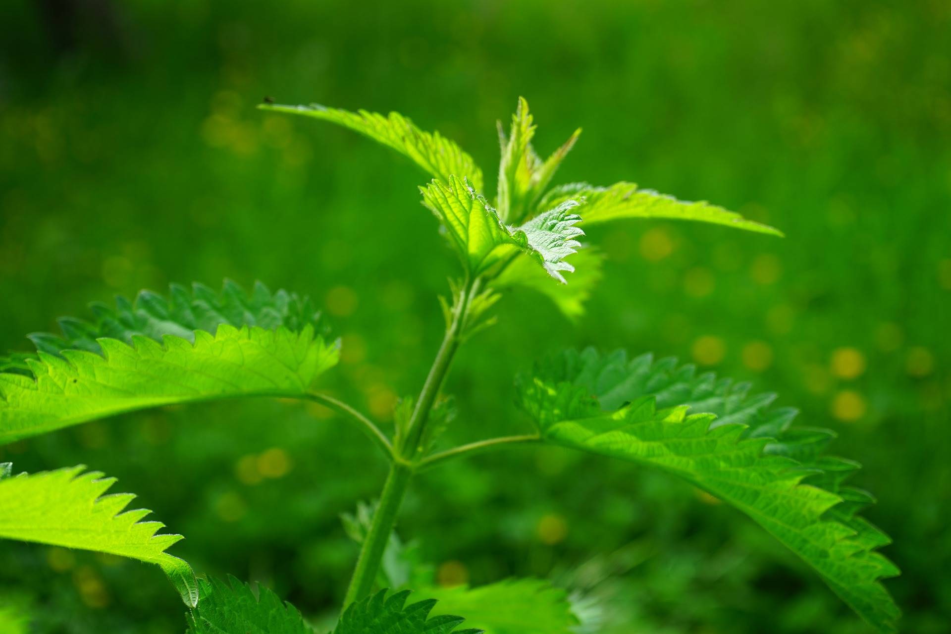 nettle-474356 1920