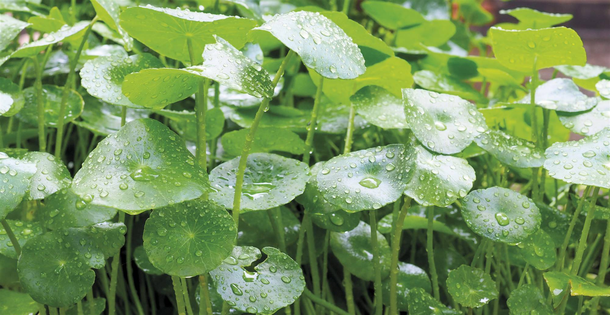 centella-s. Centella