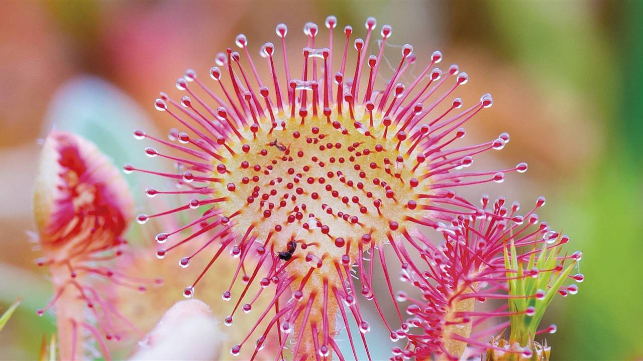 drosera-s