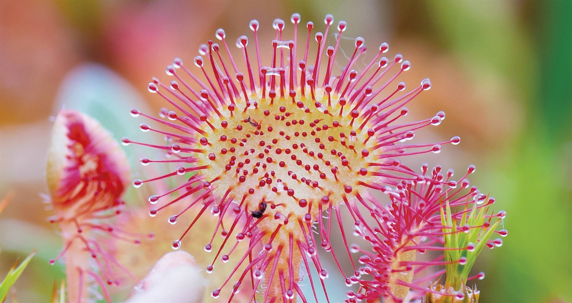 drosera-s. Drosera