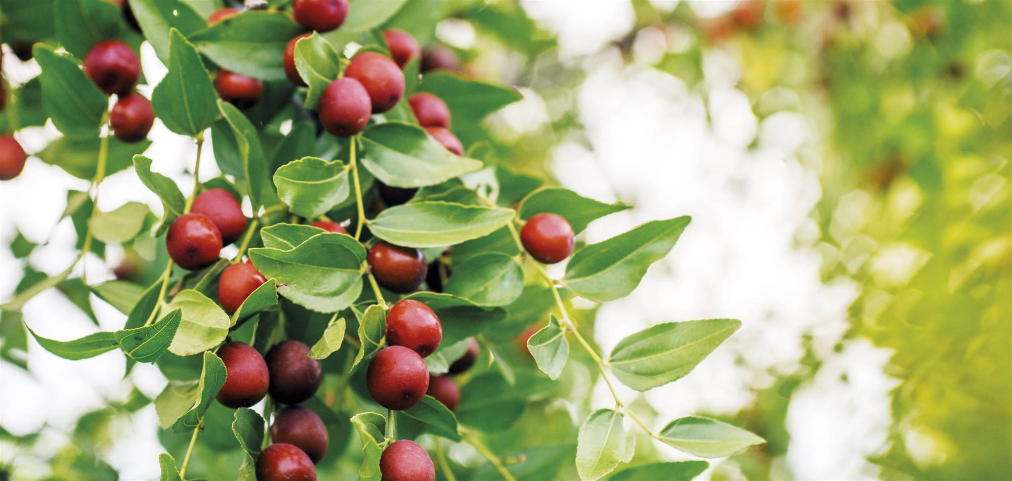 jojoba-g. Jojoba