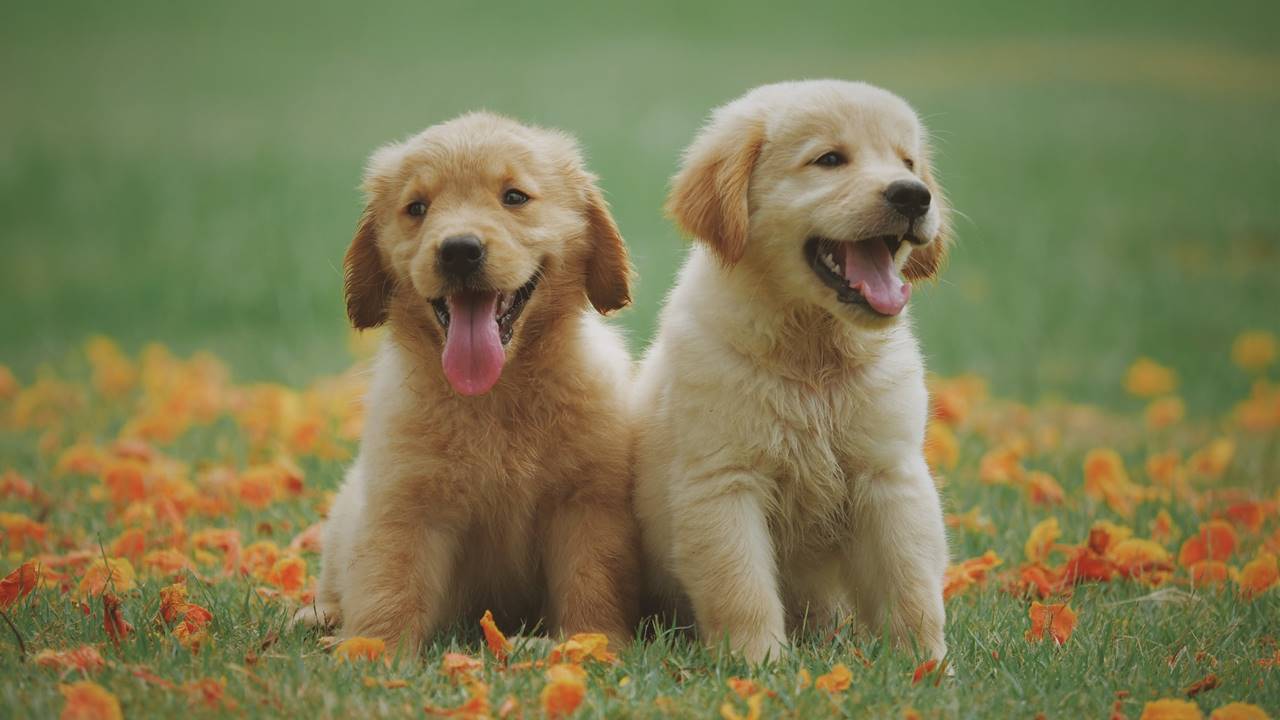 Perritos