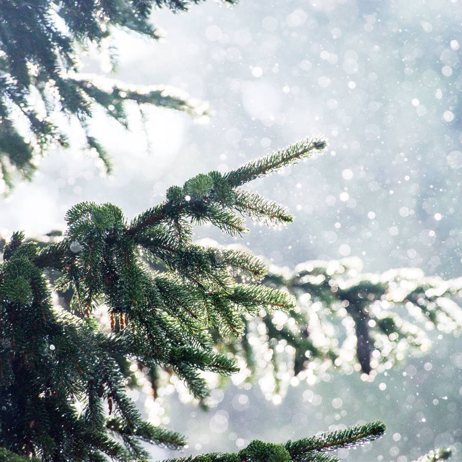 Cómo cuidar el árbol de Navidad para que viva más tiempo