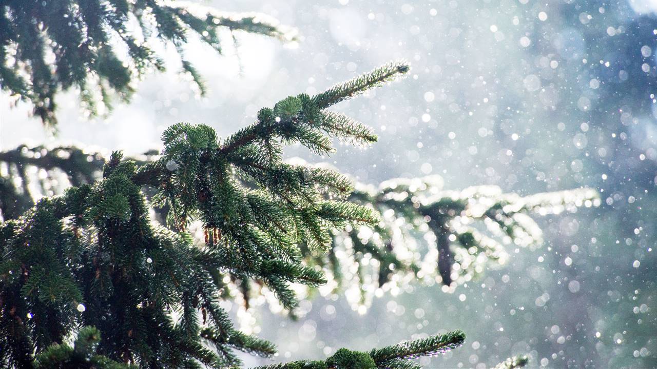 Árbol de Navidad: cuidados para que viva más tiempo