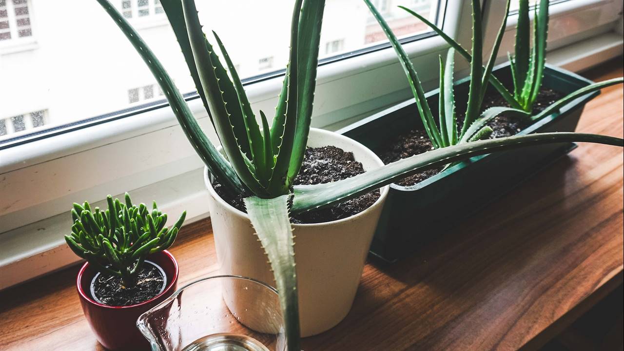 Plantas en el alféizar de la ventana